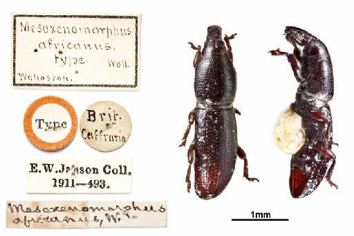 Mesoxenomorphus africanus Wollaston, 1873 - 1237524, Holotype, Mesoxenomorphus africanus Wollaston, 1873