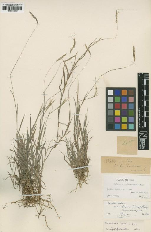 Dichanthium erectum Ohwi - BM000959767