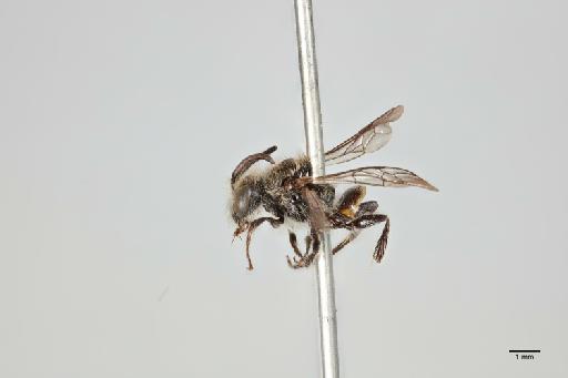 Leioproctus rejectus (Cockerell, 1905) - 014024507