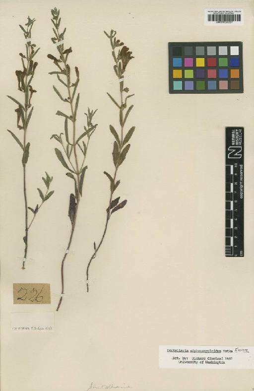 Scutellaria siphocampyloides Vatke - BM001025227