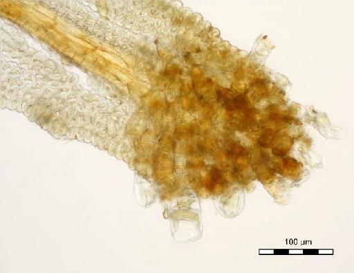 Syrrhopodon rubiginosus Mitt. - Syrrhopodon rubiginosus_BM000664439gemtip.jp