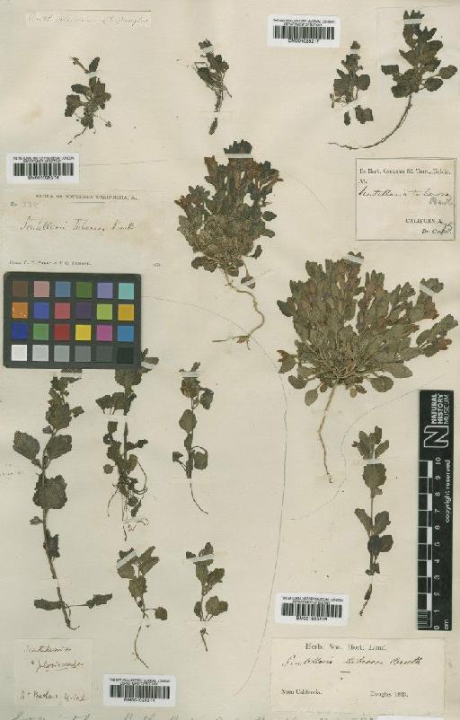 Scutellaria tuberosa Benth. - BM001025214