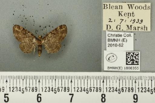 Pasiphila rectangulata (Linnaeus, 1758) - BMNHE_1808355_378471