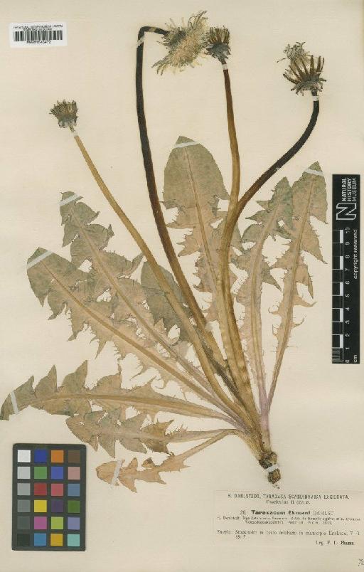 Taraxacum ekmanii Dahlst - BM001043472