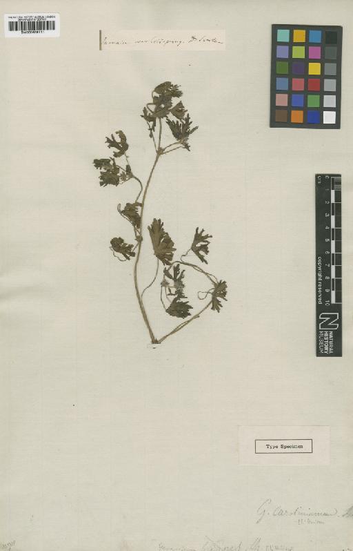 Geranium carolinianum L. - BM000939111