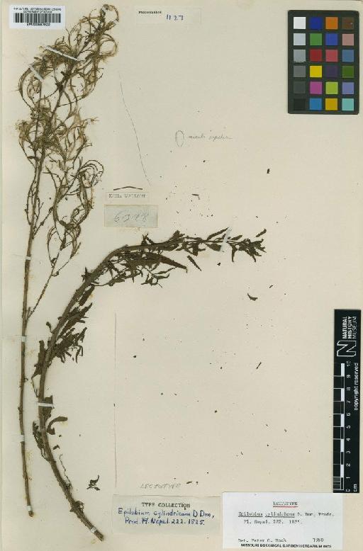 Epilobium cylindricum D.Don - BM000957922