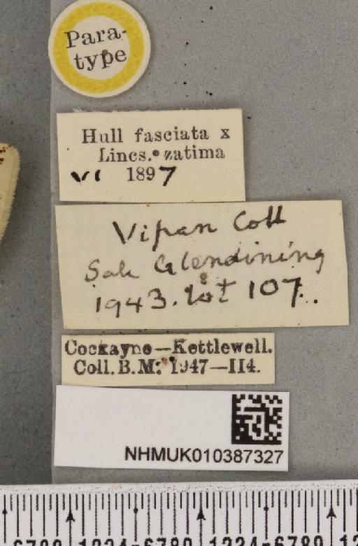 Spilosoma lutea Cockayne, 1948 - NHMUK_010387327_label_506850