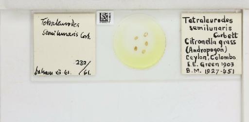 Crescentaleyrodes semilunaris Corbett, 1926 - 013500273_117713_1091979_157852_Type