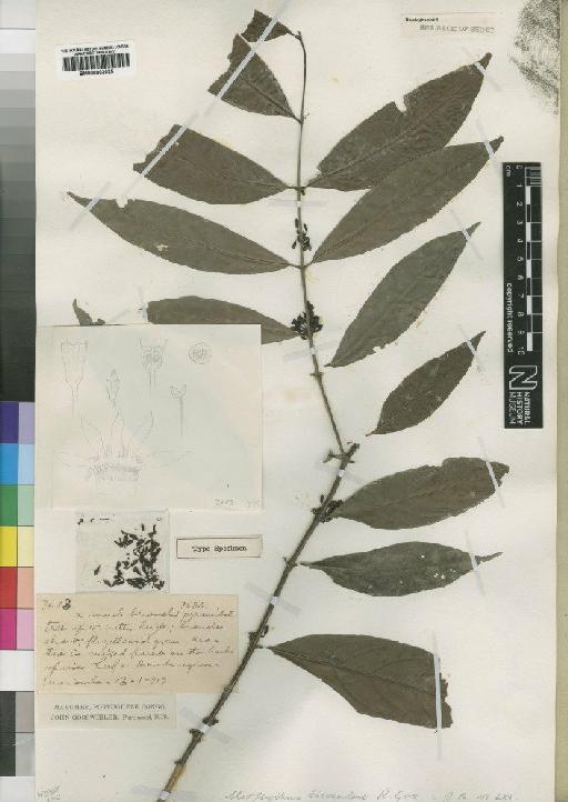 Aidia micrantha (Schum) F.White - BM000903025