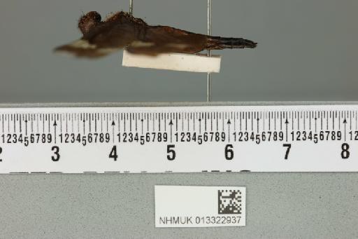 Rhyothemis princeps Kirby, 1894 - 013322937_lateral