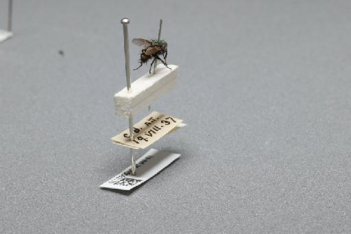 Sarcophaga (Myorhina) nigriventris Meigen, 1826 - 015092170_additional_1
