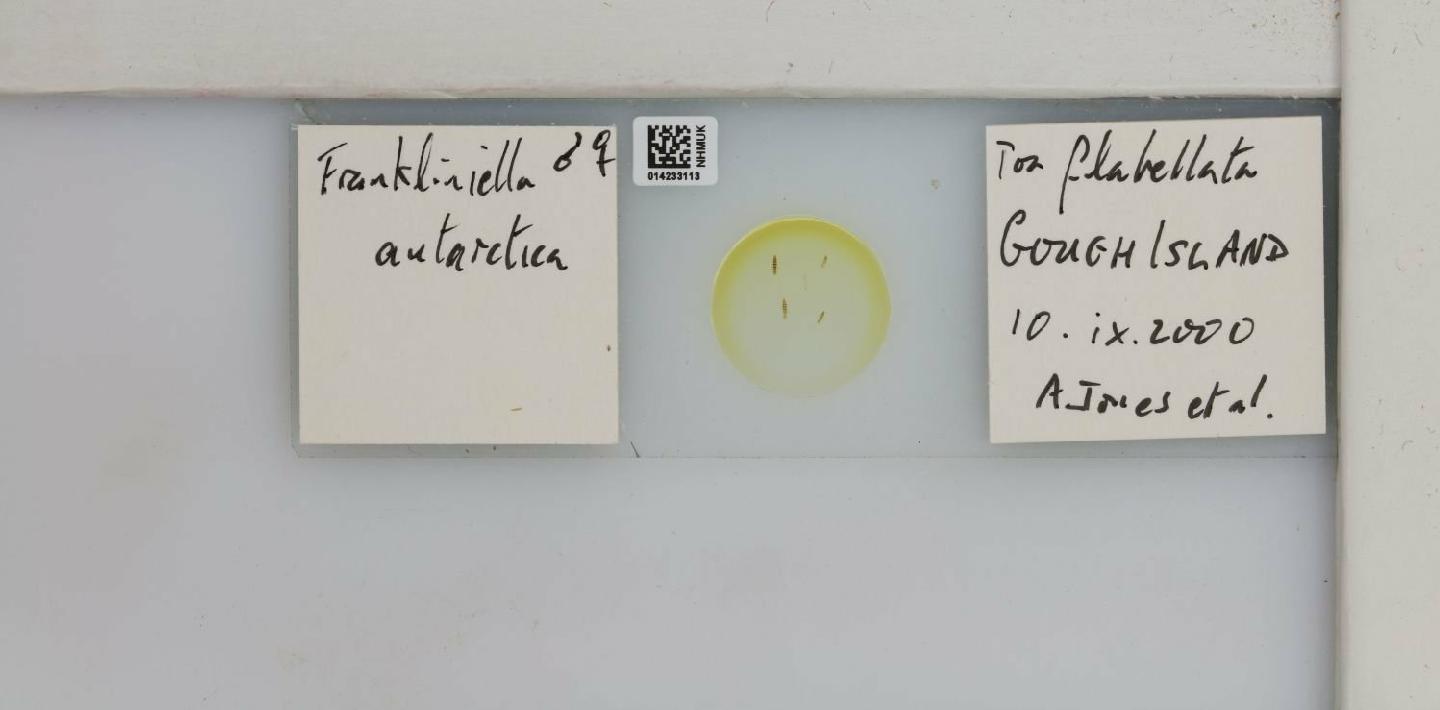 To NHMUK collection (Frankliniella antarctica zur Strassen, 1981; NHMUK:ecatalogue:9518757)