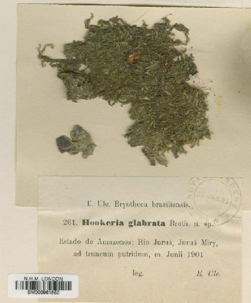 Callicostella glabrata Broth. - BM000961852