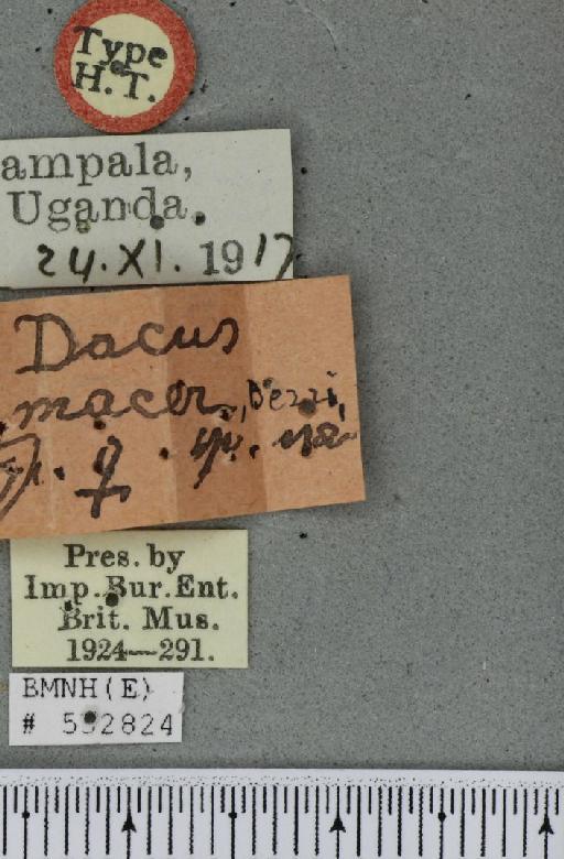 Dacus (Psilodacus) macer Bezzi, 1919 - BMNHE_532824_label_39817