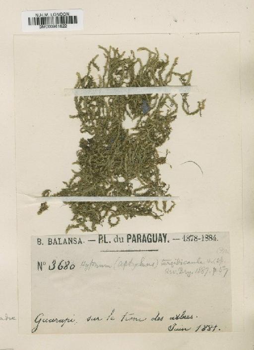 Stereophyllum radiculosum (Hook.) Mitt. - BM000961522