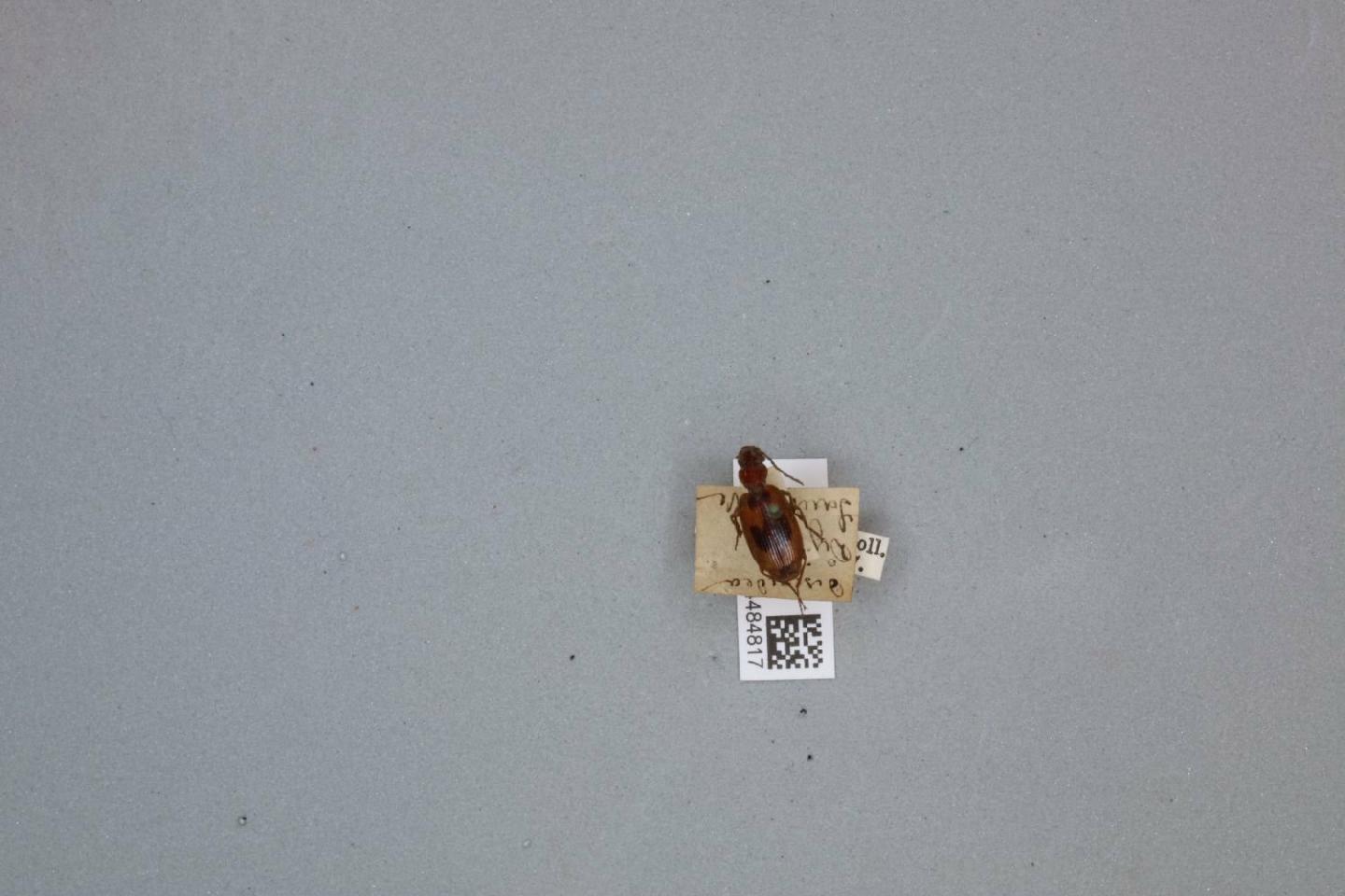 Cymindis discoidea thumbnail