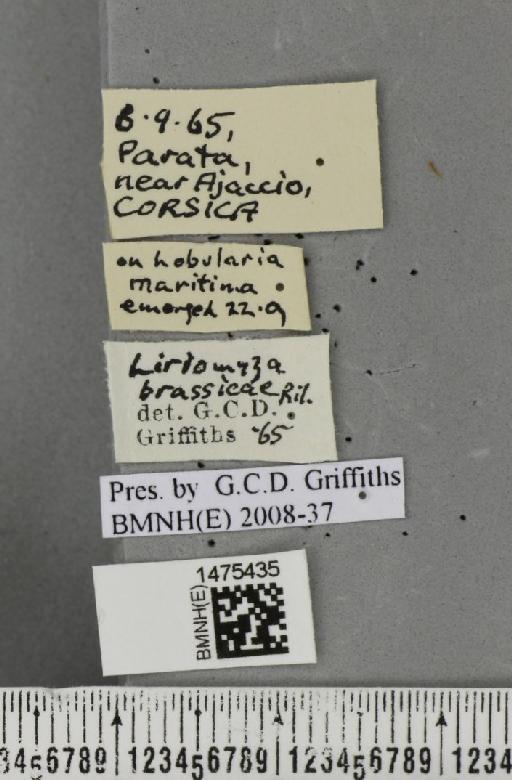 Liriomyza brassicae (Riley, C.V., 1884) - BMNHE_1475435_label_49238