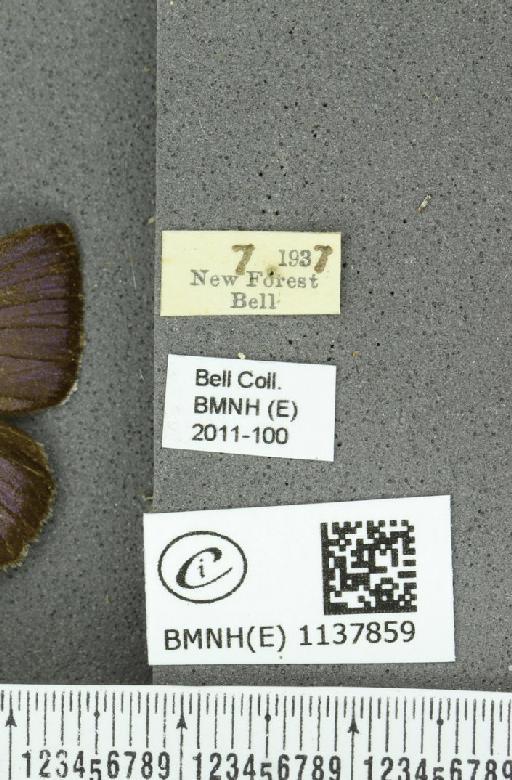 Neozephyrus quercus (Linnaeus, 1758) - BMNHE_1137859_label_94883