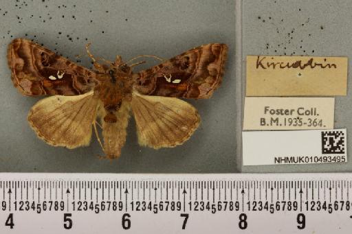 Autographa pulchrina (Haworth, 1809) - NHMUK_010493495_549111