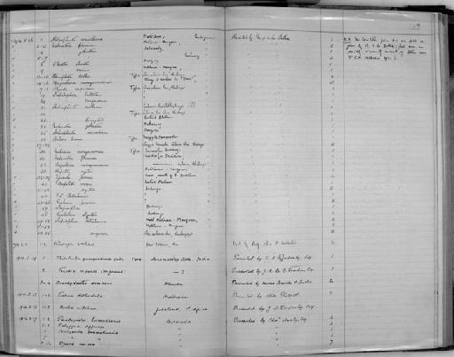 Tellina deltoidalis subterclass Euheterodonta Lamarck, 1818 - Zoology Accessions Register: Mollusca: 1911 - 1924: page 143