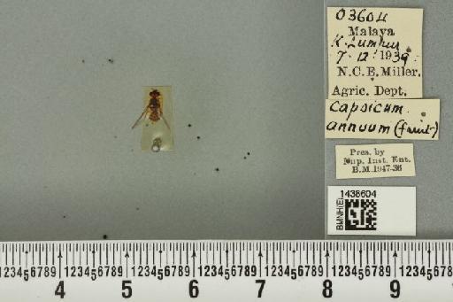 Bactrocera (Bactrocera) latifrons (Hendel, 1915) - BMNHE_1438604_32537