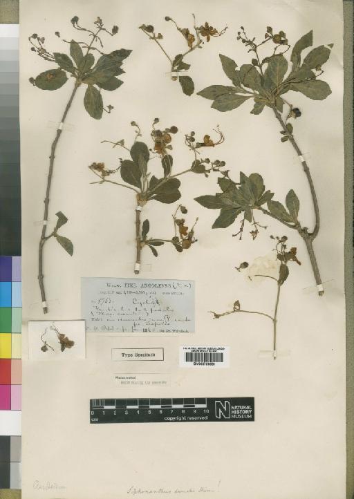 Clerodendron dumale (Hiern) Baker - BM000798656