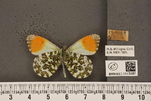 Anthocharis cardamines hibernica Williams, 1916 - BMNHE_1113187_66969