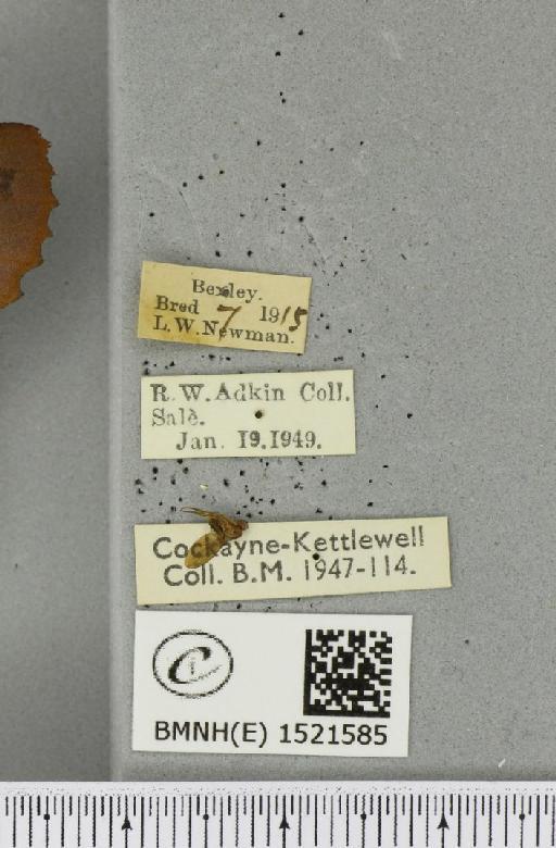 Gastropacha quercifolia ab. purpurascens Tutt, 1902 - BMNHE_1521585_label_198472