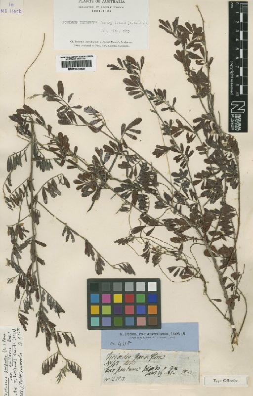 Tephrosia spechtii Pedley - BM000839591
