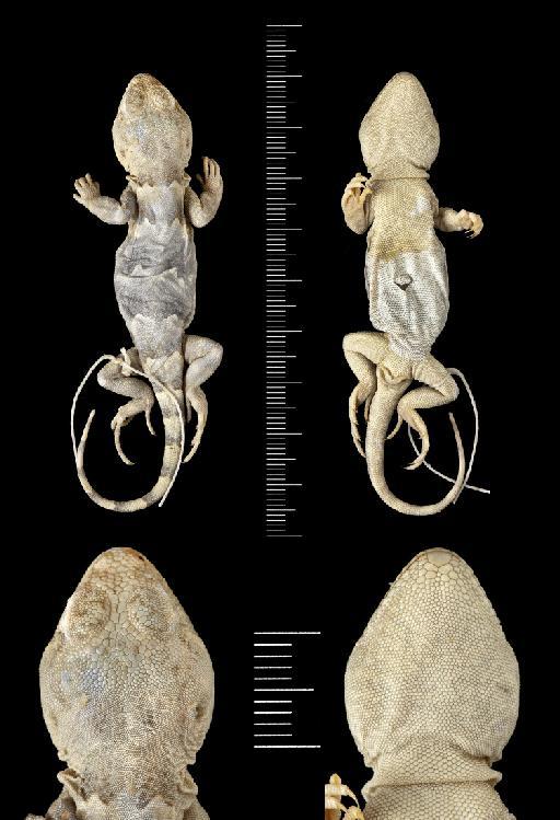 Diplolaemus bibronii Bell, 1843 - 1946.8.5.77.tif