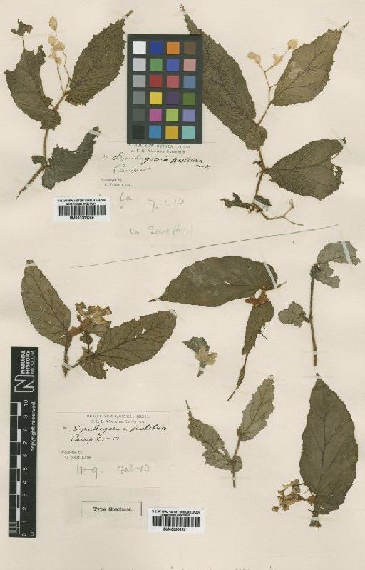 Symbegonia pulchra Ridl. - BM000901261