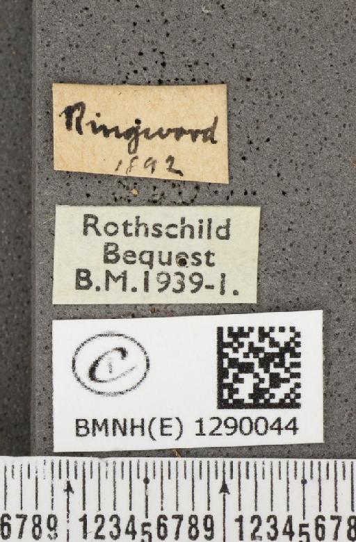 Thecla betulae (Linnaeus, 1758) - BMNHE_1290044_label_128408