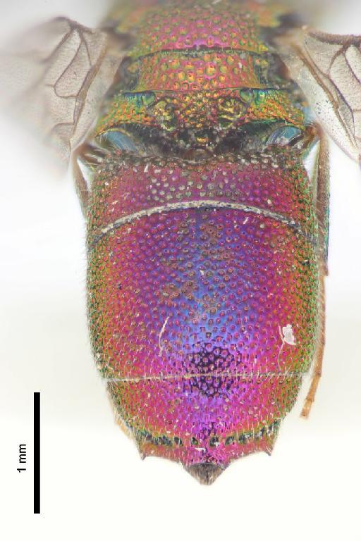 Chrysis parvidentata Linsenmaier, 1999 - Chrysis_parvidentata-BMNH(E)#970882_type-distal-3_2X