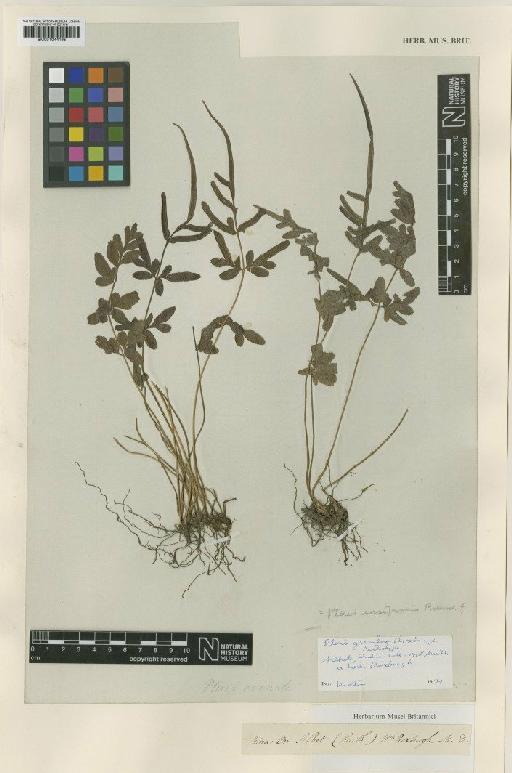 Pteris ensiformis Burm.f. - BM001044195