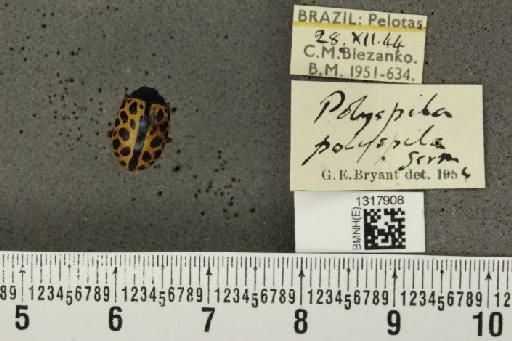 Calligrapha (Calligrapha) polyspila (Germar, 1821) - BMNHE_1317908_17433