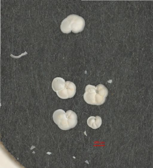 Globorotalia menardii (d'Orbigny) - ZF5760