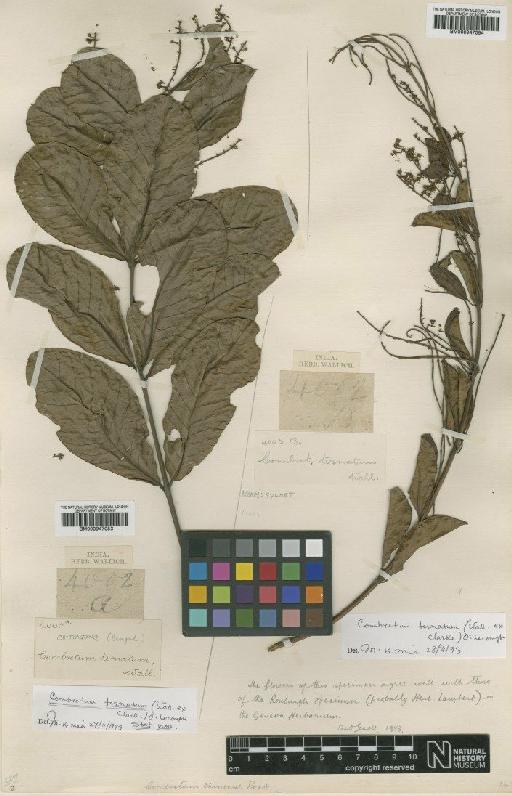 Combretum ternatum C.B.Clarke & O.Lecompte - BM000947054