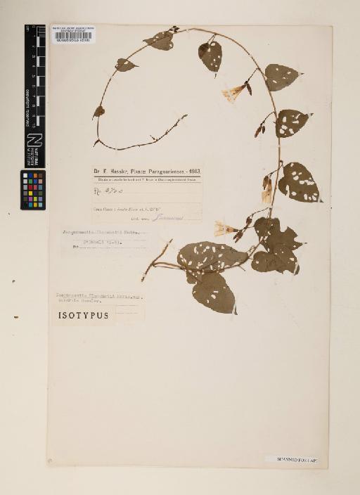 Jacquemontia densiflora (Meisn) Hallier f. - 000089503