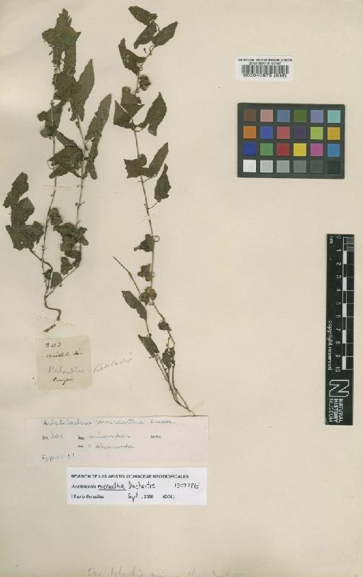 Aristolochia micrantha Duch. - BM000040876