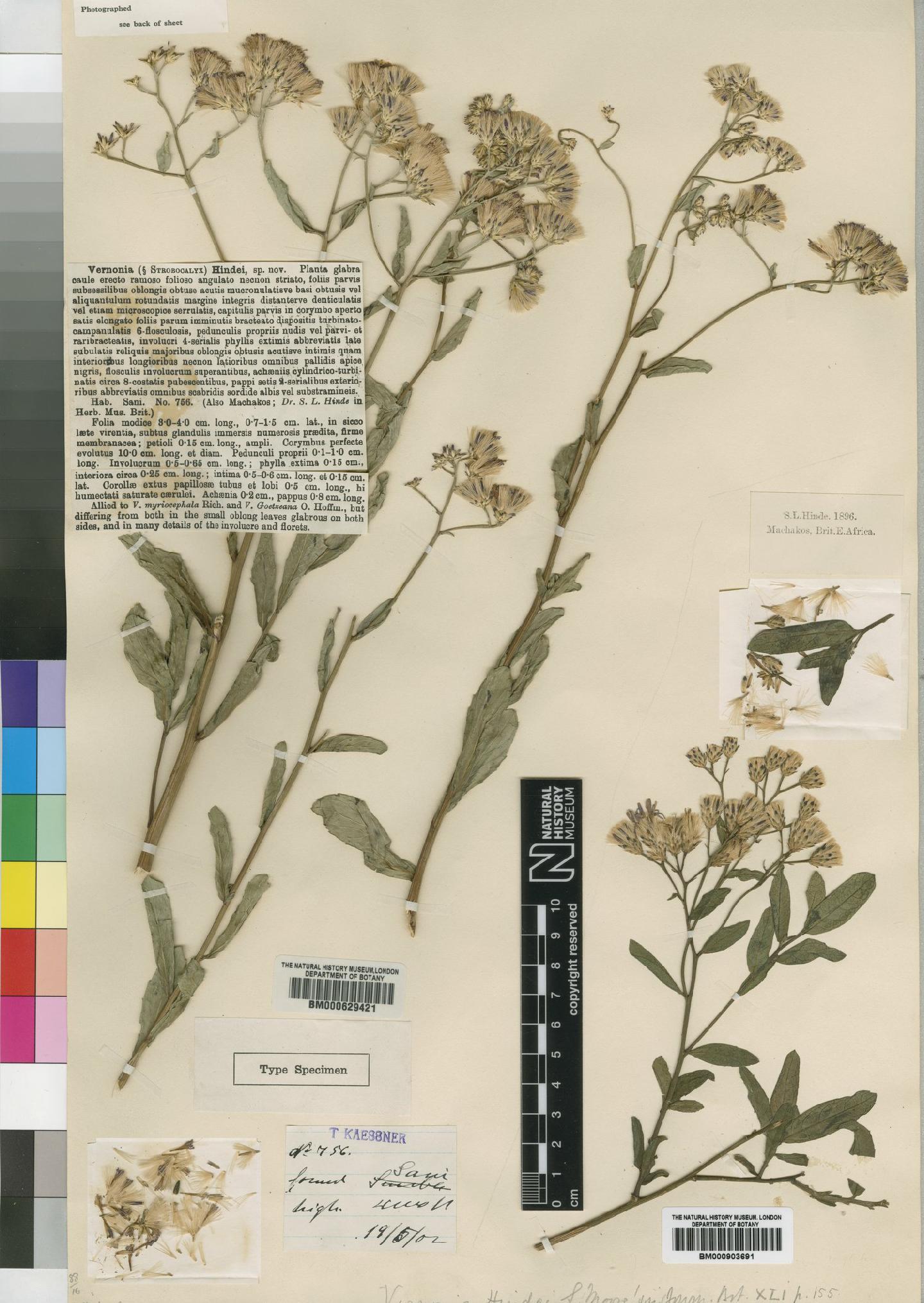 To NHMUK collection (Vernonia hindei Moore; Type; NHMUK:ecatalogue:4526378)