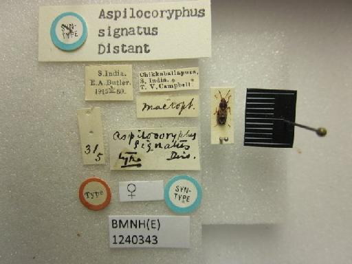 Aspilocoryphus signatus Distant, 1918 - Aspilocoryphus signatus-BMNH(E)1240343-Syntype female dorsal & labels