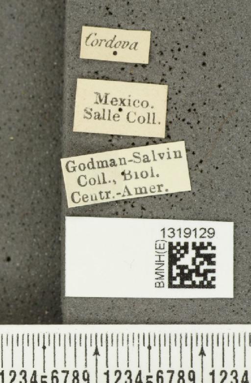 Diabrotica gratiosa Baly, 1886 - BMNHE_1319129_label_17797