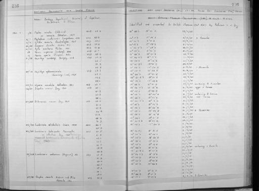 Mastigonereis polyodonta - Zoology Accessions Register: Annelida: 1936 - 1970: page 216