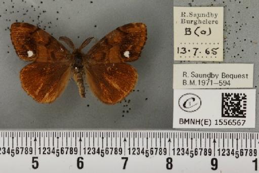 Orgyia antiqua (Linnaeus, 1758) - BMNHE_1556567_256376