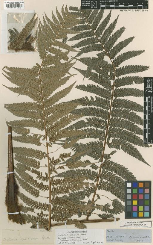 Dicksonia karsteniana var. spruceana (Kuhn) Lehnert - BM000586133