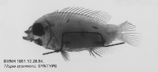 Tilapia sparrmanii Smith, 1840 - BMNH 1851.10.26.84, SYNTYPE, Tilapia sparrmanii.