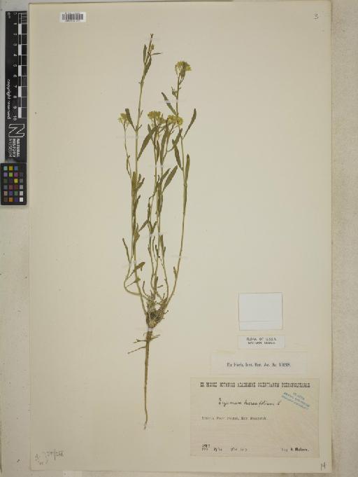 Erysimum hieracifolium L. - BM001241900