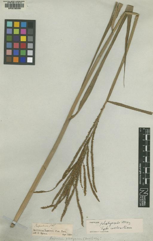 Paspalum platyaxis Mez - BM000629999