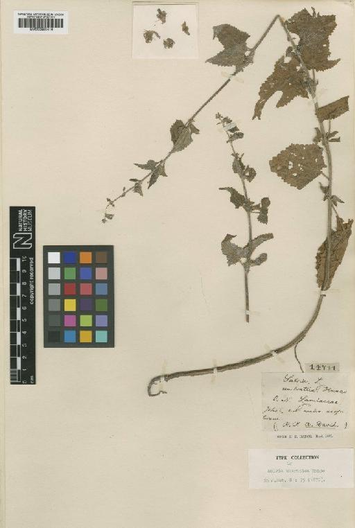 Salvia umbratica Hance - BM000950416