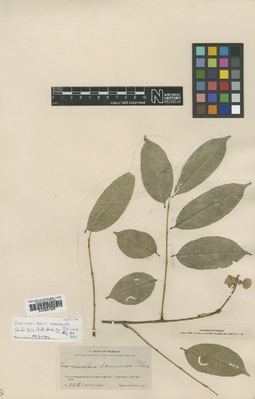 Lonchocarpus darienensis Pittier - BM000931879